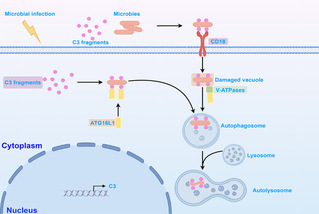 我校宋林生教授团队在贝类补体系...